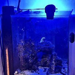 $400 OBO A Complete Aqua Top Recife ECO 40 Gallon Reef Aquarium System W/ Premium Upgrades Aquallumination Prime 16 HD LED Reef Light/ AI Nero 3 P