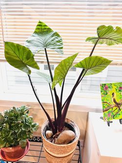 Extra Large-Leaf Alocasia Plant In A 10” Basket 