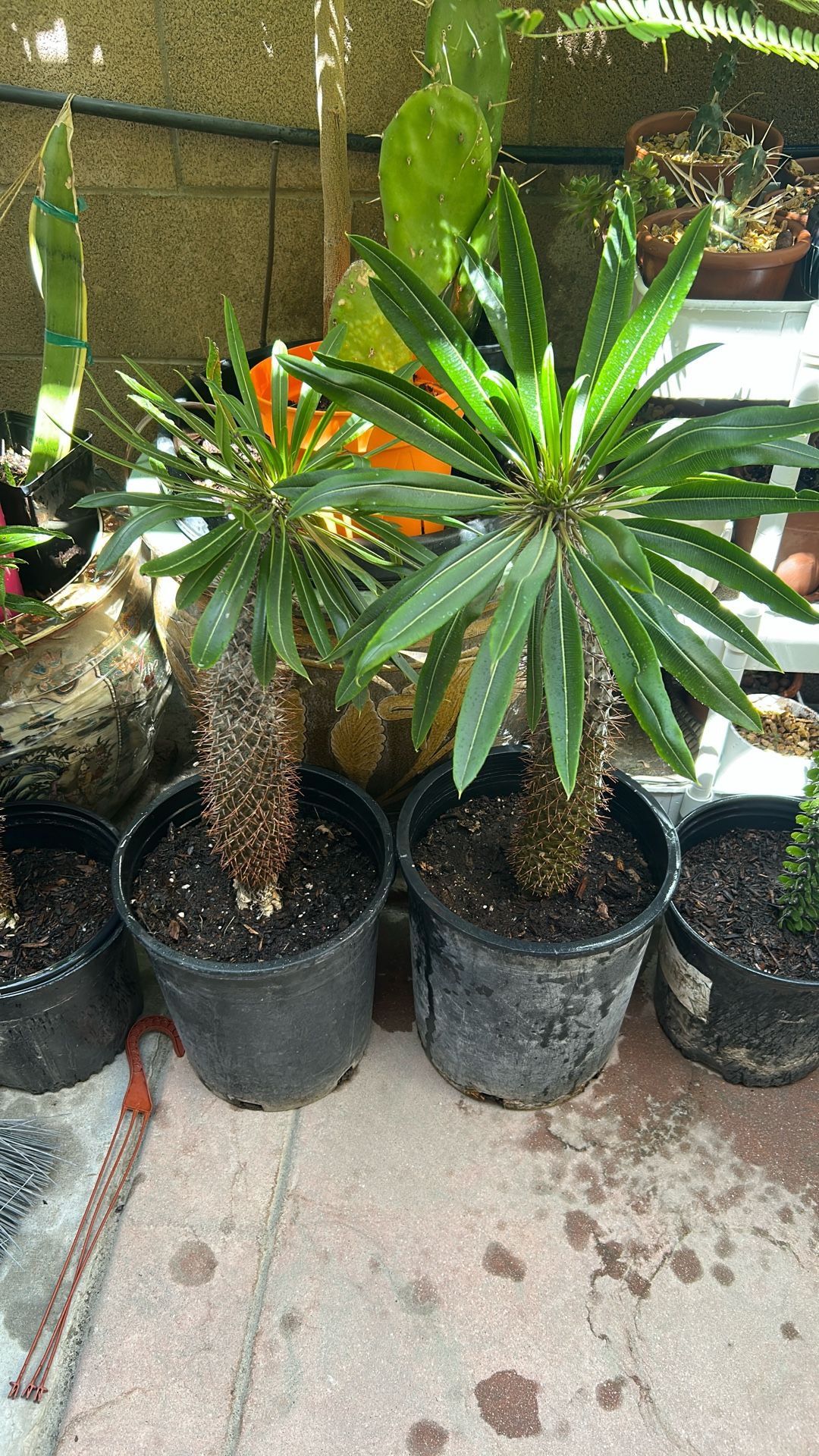Madagascar Palm Tree