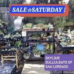 PLANT SALE THIS SATURDAY IN SAN LORENZO DM FOR ADDRESS PLEASE