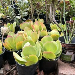 Succulent Plants 