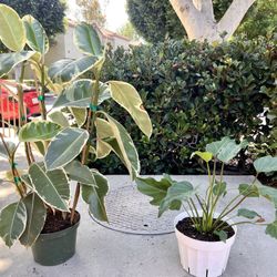 Green Potted Plants