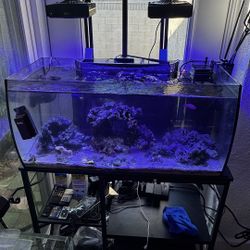 Saltwater Fish Tank 