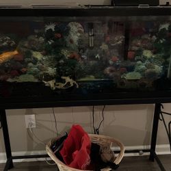 55 G Aquarium 