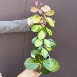 Xl Hoya Lisa In 4” Pot 