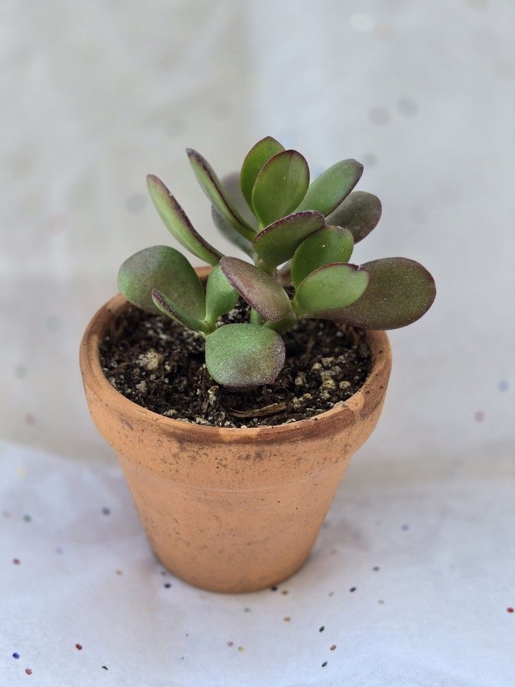 Succulents