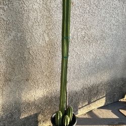 5ft San Pedro Cacti (5gl) 🌵