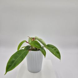 Philodendron Squamiferum