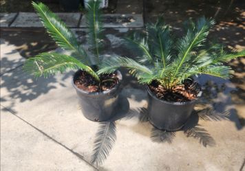 Sago Palm