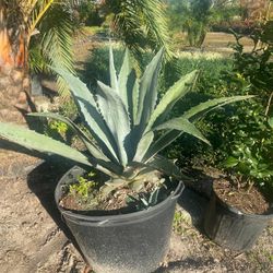 Agave 