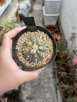 Astrophytum Asterias Variegated