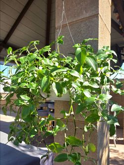 Hanging Suculent Plant