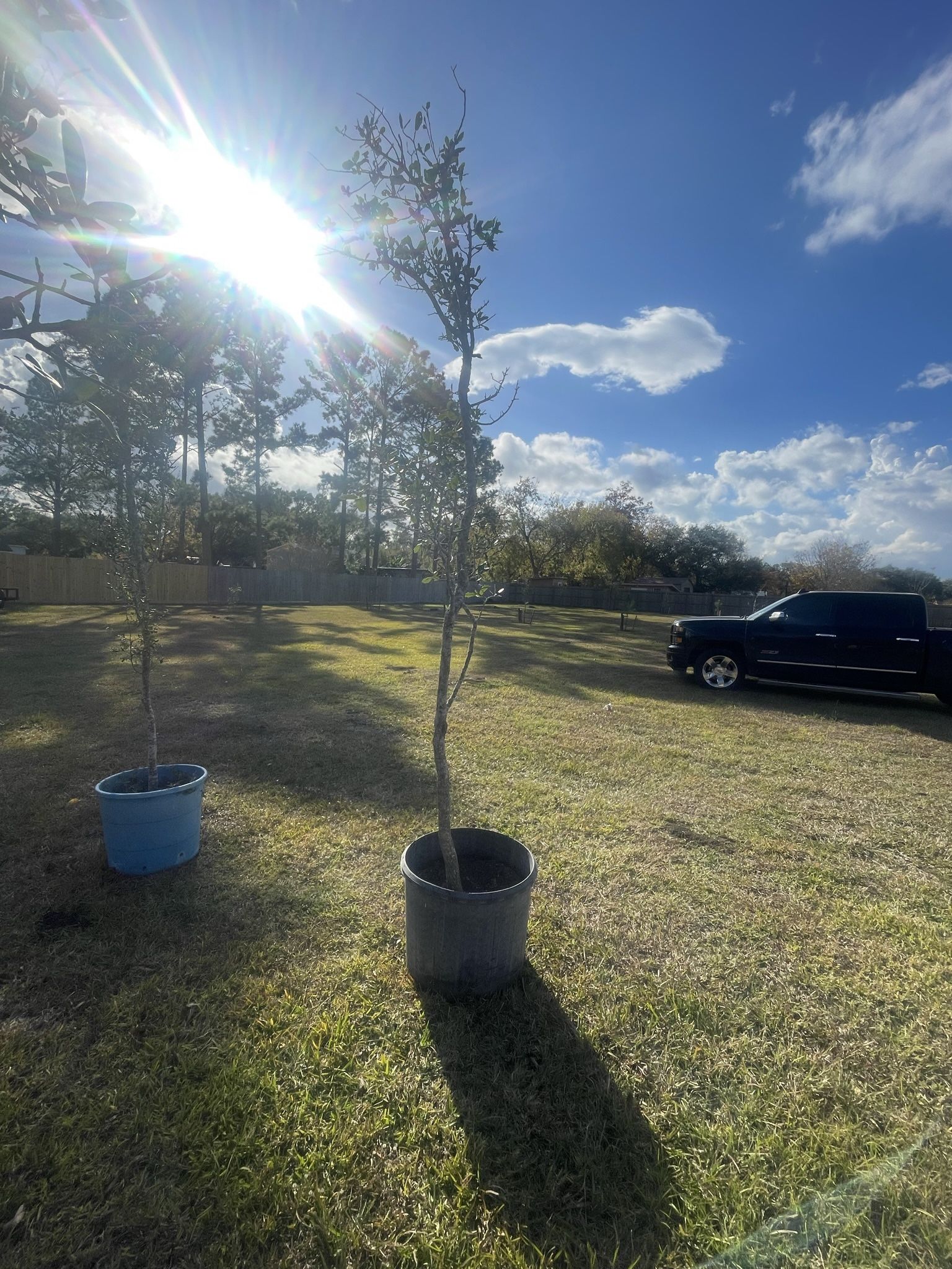 Live Oak Trees 30 Gal