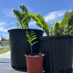 3 Zz House Plants 