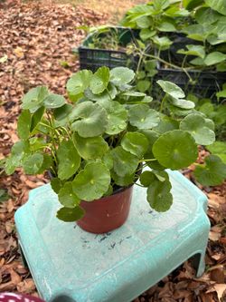 Chinese many plant