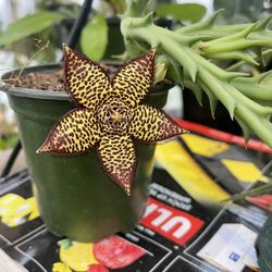 Stapelia Plants 🪴 