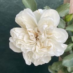MEDIEVAL WHITE ROSE PLANT, With Pure White Flowers Is In 5 Gallóns Pot Pick Up Only
