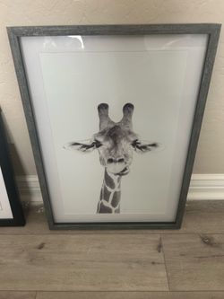 Jungle Animal Photos