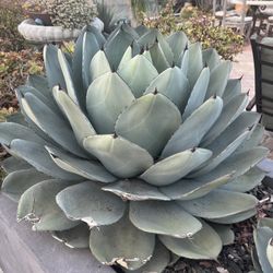 Artichoke Agave Succulent 
