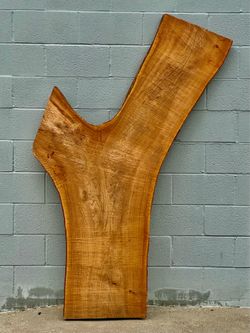 Rare Kiln Dried Live Edge Chinese Maple Maple Elm Y Slab