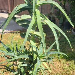 Aloe Vera Plant