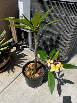 Plumeria Plant