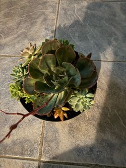 I have this spot for sale lots of succulents there is the price I pay over in $20