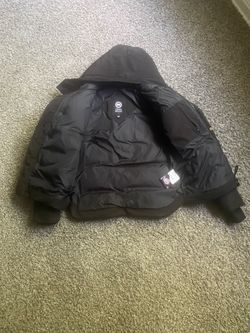 Canada goose