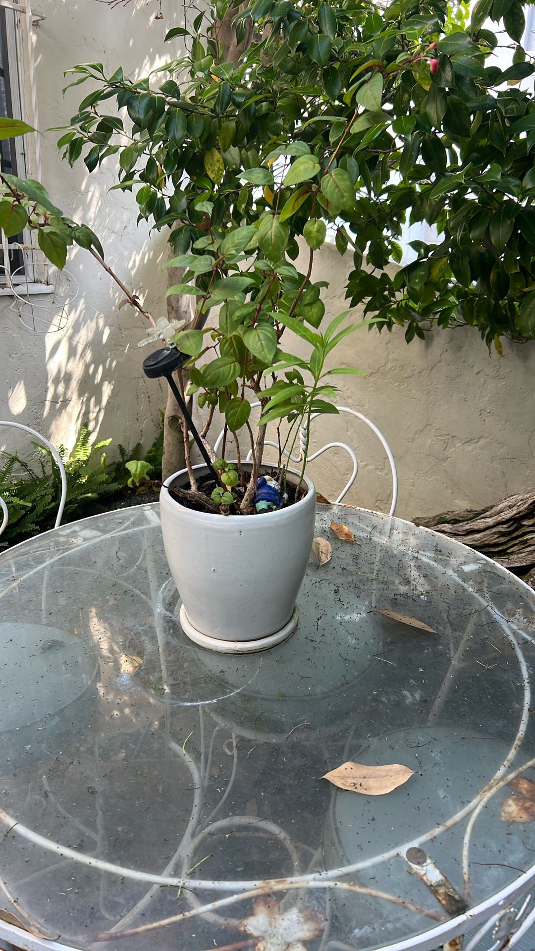 Ceramic Pot With Plant