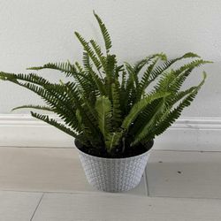 Real Ferns Plant 