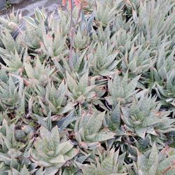 Aloe Vera Plants