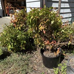 Firepower Nandina - Dense Shrub