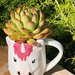 Korean Succulents In Ceremic Pot 