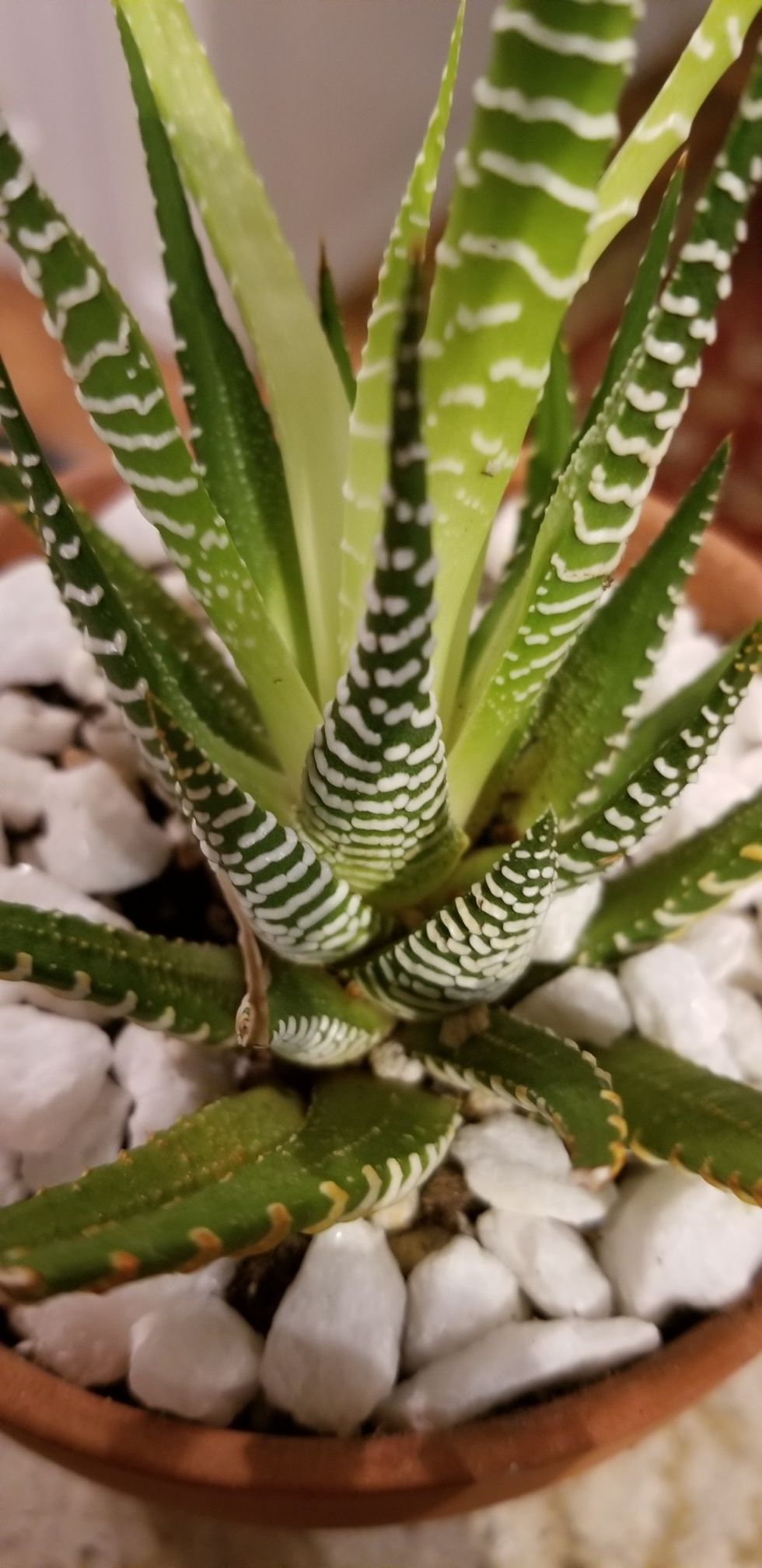 Haworthia (Zebra Cactus / Pearl and Star Window Plant)
