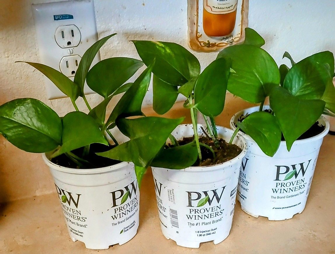 NICE IVY PLANTS