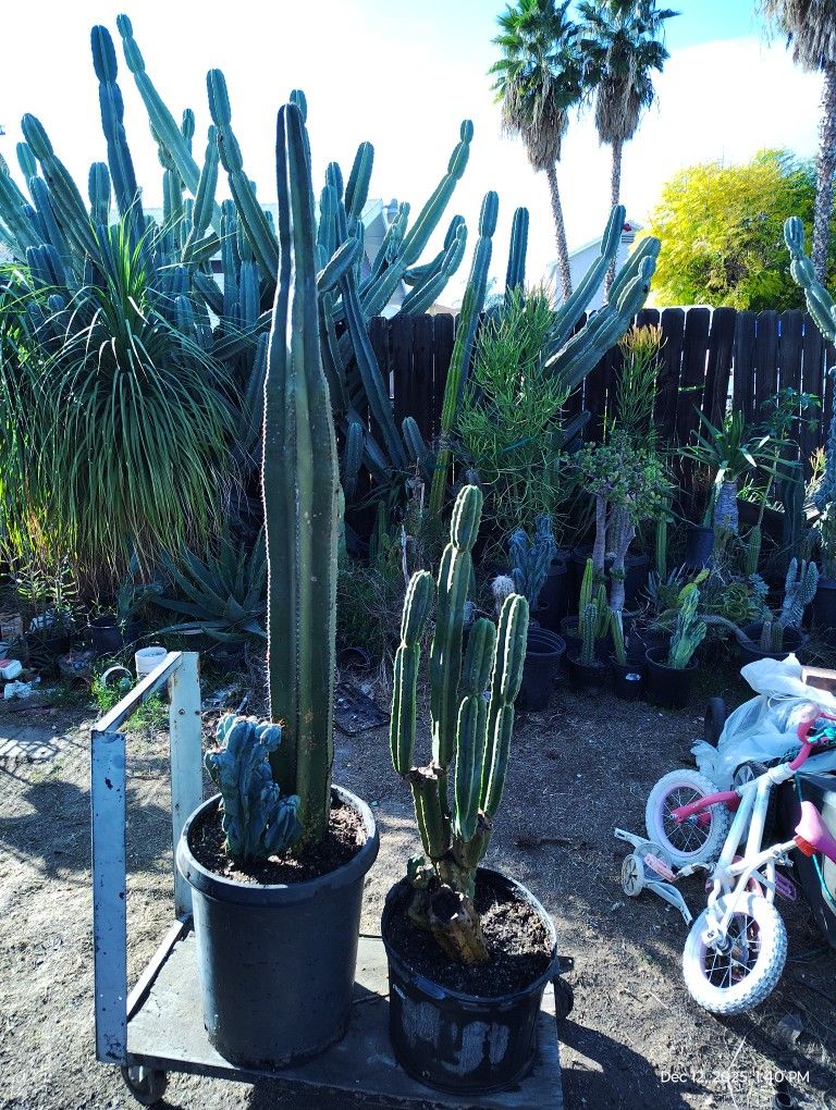 Different Cactus Plants