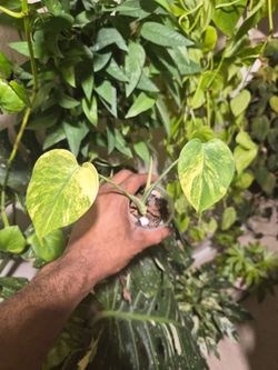 Monstera Yellow Marilyn