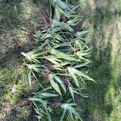 Aloe Vera Plants Pick Up Today!