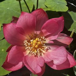 Lotus Plant 