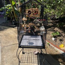 Bird Cage 