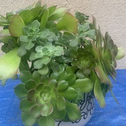 Succulent Plants