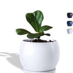  Wencassy Indoor Ceramic Planter Flower Plant Pot-5 Inch with Drainage Hole and Tray for Planting - Globe, Matte White New