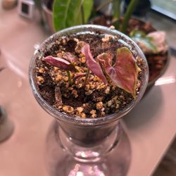 Syngonium Strawberry Ice Galaxy (Plant Trades!)