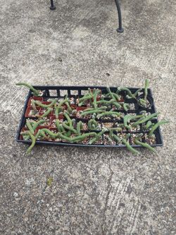 Peanut Cactus