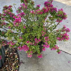 Beautiful Mature Plants