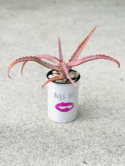 Cactus /&/aloe Vera