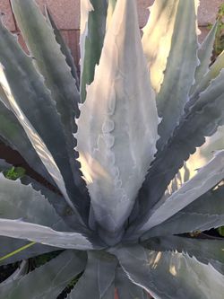 Pencas De Maguey