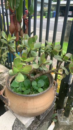 Jade tree make you happy, healthy, and get more money