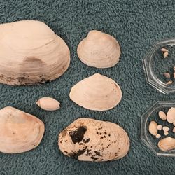 Pleistocene Age Seashells — Assortment of Bivalve & Gastropod Shells