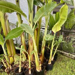 Ice cream Thai banana plant